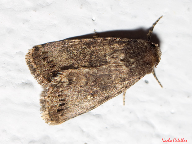 Las Virtudes. Septiembre 2013.