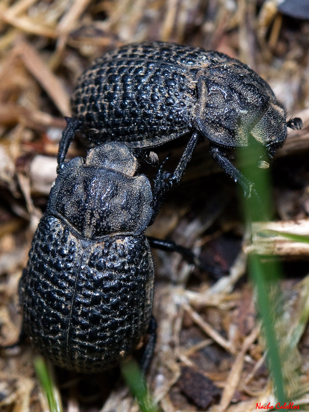 II Testing Refugio de Fauna Chico Mendes. Abril 2013.