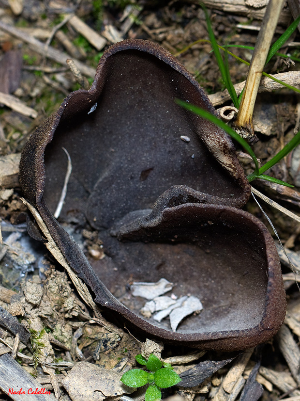 I Testing Chico mendes. Abril 2012.