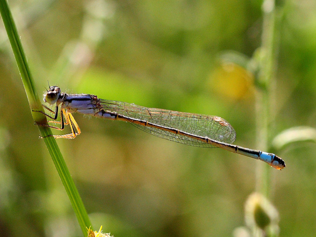 Río tirteafuera. Argamasilla de Calatrava. 