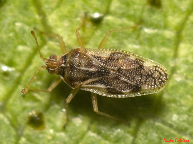 Las Virtudes. Septiembre 2013.