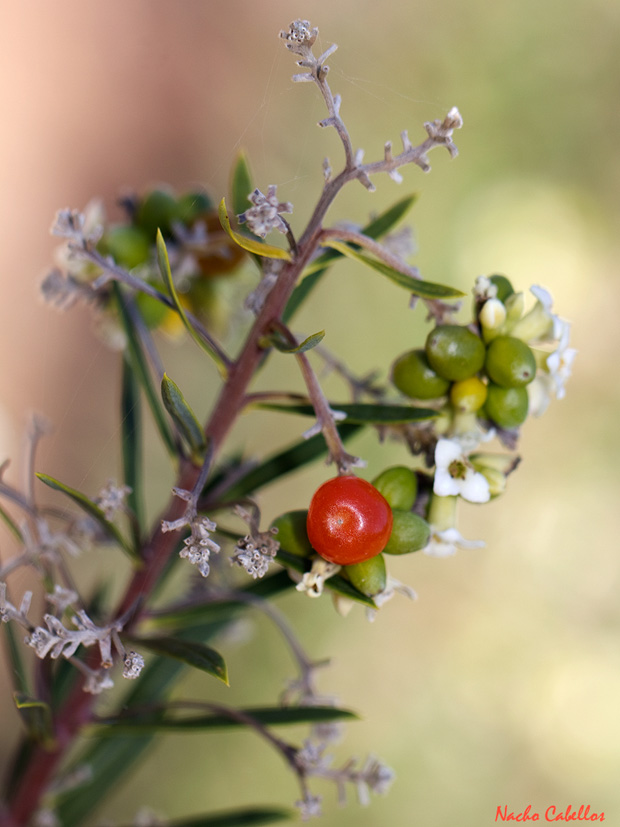 Arroyo Robledo de las Hoyas. Fuencaliente. Noviembre 2013.