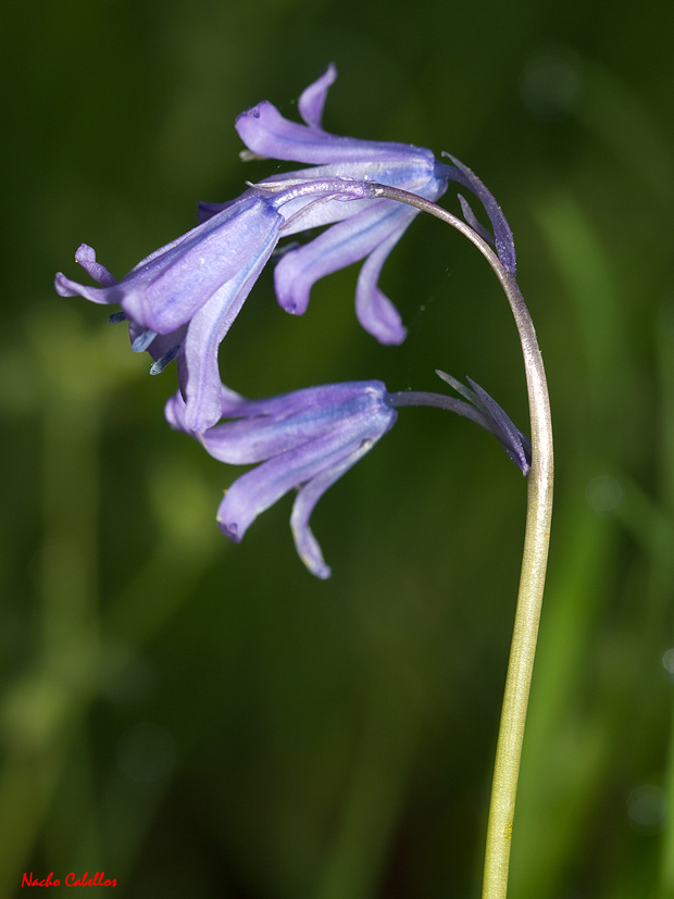 Río Cereceda. Fuencaliente. Mayo 2013.