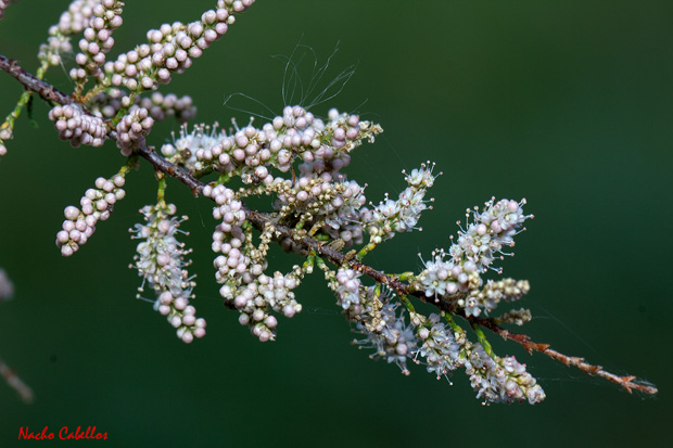 III Texting PN Tablas de Daimiel. Mayo 2013.
