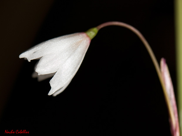 Arroyo del Robledo de las Hoyas. Fuencaliente. Noviembre 2013.