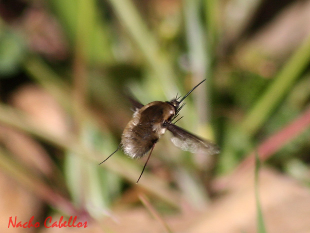 Los Pinos. Puertollano. Marzo 2009.