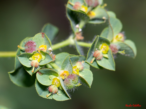 Río Guadiana. Valverde. Julio 2012.