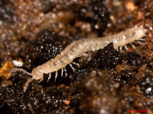 Miriápodo diplçopodo, del orden Polydesmida.