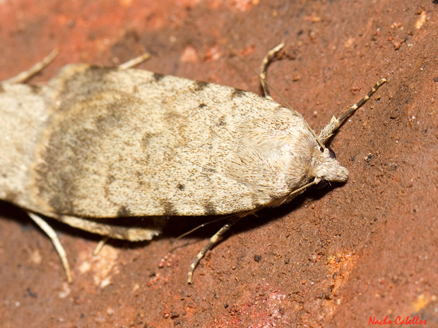 Autophila dilucida (Erebidae)