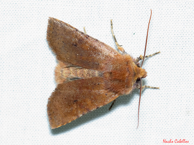  Xanthia ruticilla (Noctuidae)