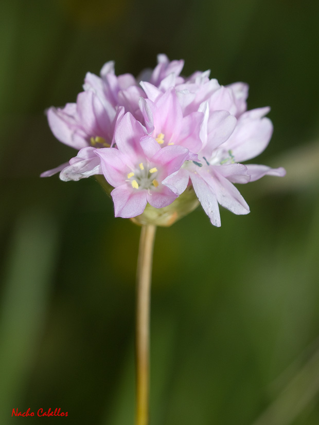 Allium roseum