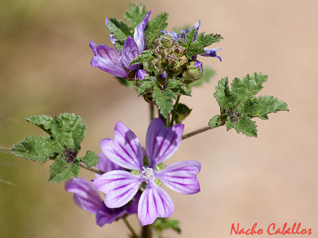 Cerro Santa Ana. Puertollano. Mayo 2009.