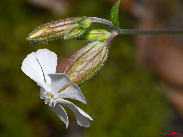 Las Lastras. Fuencaliente. Mayo 2011.