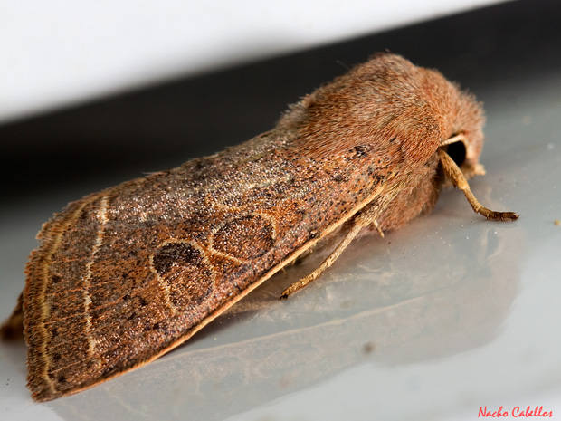 III Testing refugio de fauna Chico Mendes. Sierra Morena.
