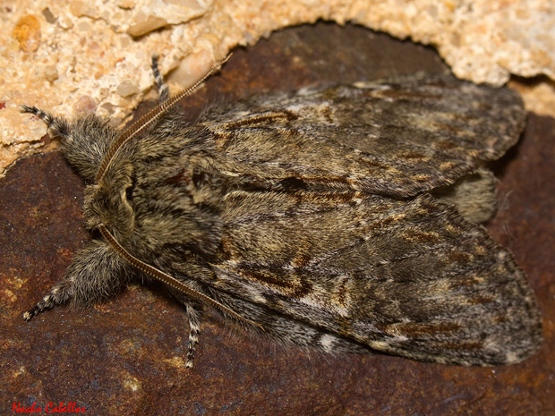 III Testing Refugio de Fauna Chico Mendes. Sierra Morena. Abril 2014.