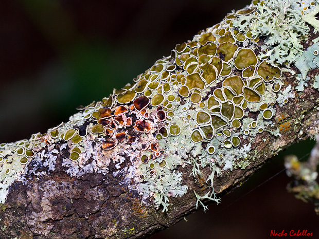 III Testing Refugio de fauna Chico Mendes. Sierra Morena. Abril 2014.