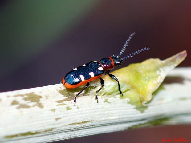 III Testing refugio de Fauna Chico Mendes. Sierra Morena. Abril 2014.