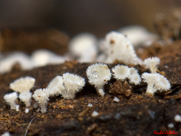 III Testing Refugio de Fauna Chico Mendes. Sierra Morena. Abril 2014.