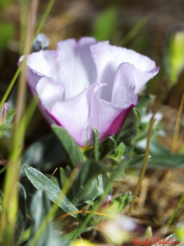 II Testing Campo de Calatrava- El Primillar. Mayo 2013.