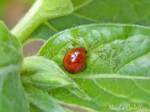 Argamasilla de Calatrava. Julio 2008.