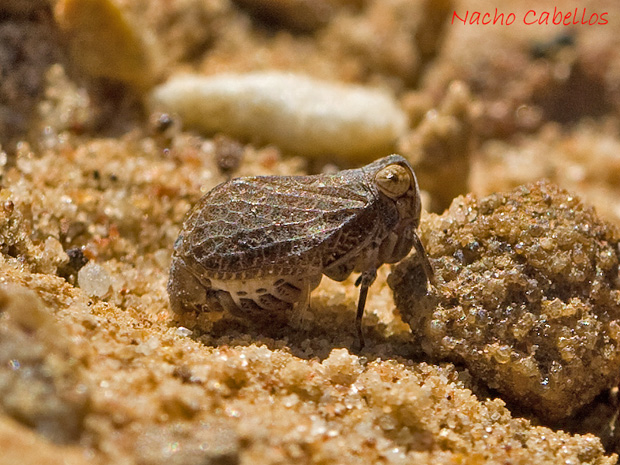 Los Pinos. Puertollano. Octubre 2010.