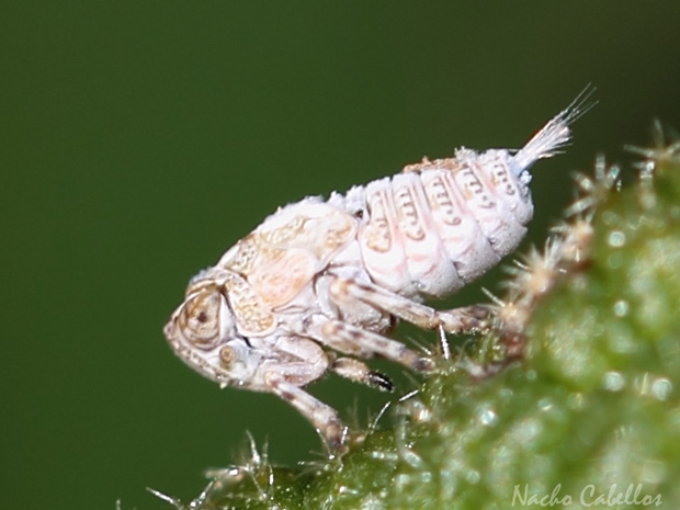 III Testing escolar ciudad de Puertollano. Cordel de la Alcoba. Marzo 2012.
