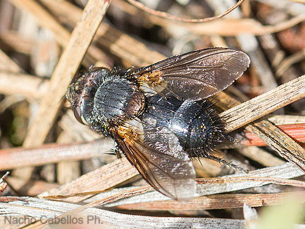 Los Pinos. Puertollano. Mayo 2016.