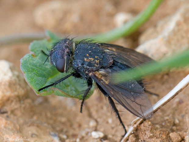 Muela del Hoyo. Carrión de Calatrava. Abril 2014.