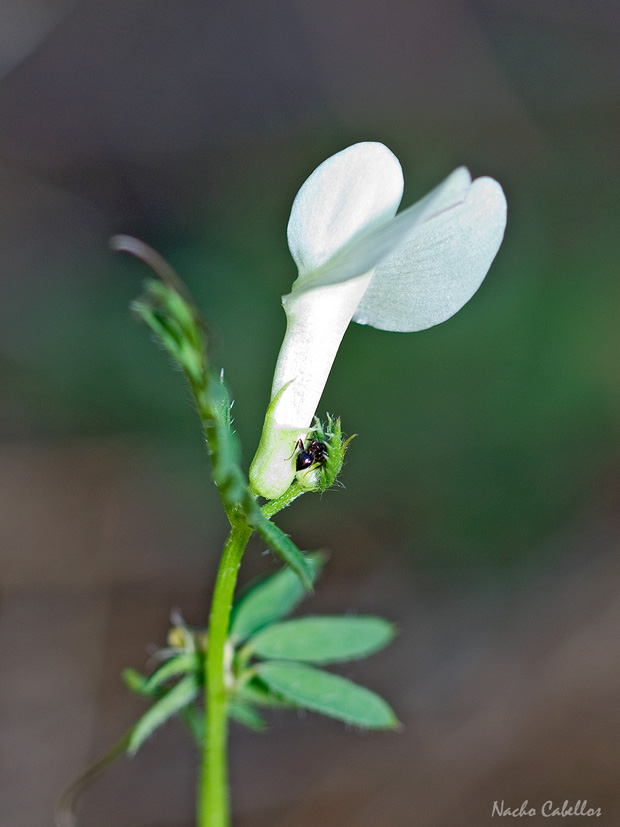 Cerro El Corredor. Puertollano. Abril 2014.