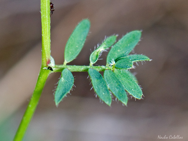 Cerro El Corredor. Puertollano. Abril 2014.