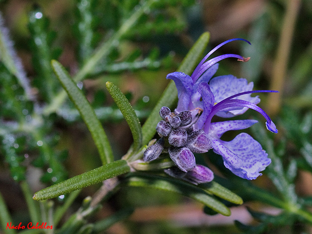 Los Pinos. Puertollano. Marzo 2011.