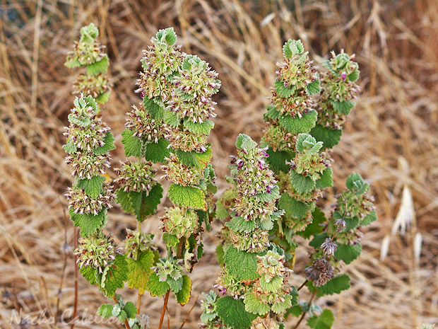 Cerro Santa Ana. Puertollano. Junio 2009.