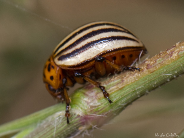 III Testing Campo de calatrava-El Primillar. Mayo 2014.