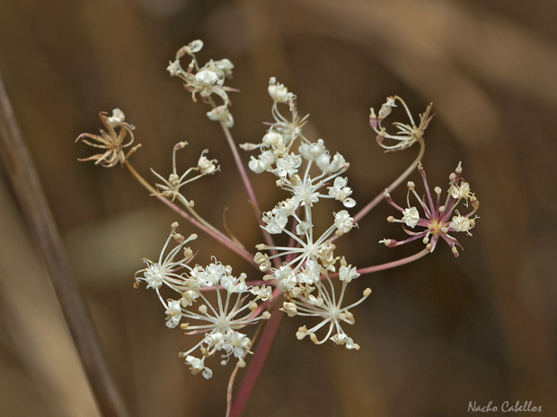 III Testing Campo de calatrava-El Primillar. Mayo 2014.