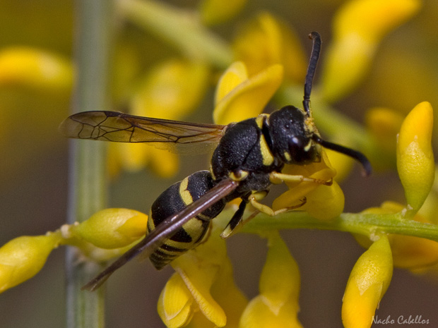 III Testing Campo de Calatrva-El Primillar. Mayo 2014.