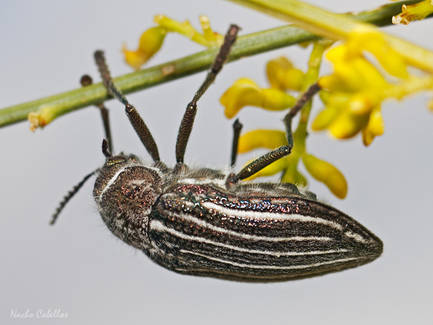 III Testing Campo de Calatrava-El Primillar. Mayo 2014.
