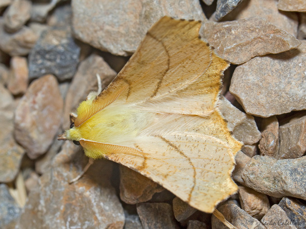 III Testing Campo de Calatrava-El Primillar. Mayo 2014.