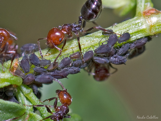 III Testing Campo de Calatrava- El Primillar. Mayo 2014.