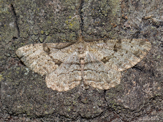Peribatodes rhomboidaria. Típica coloración críptica de los geométridos.