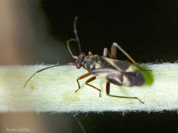 III Testing Campo de Calatrava-El Primillar. Mayo 2014.