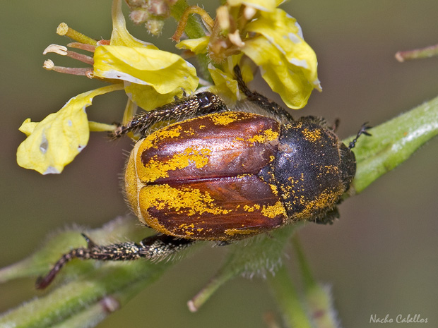 III Testing Campo de Calatrava-El Primillar. Mayo 2014.