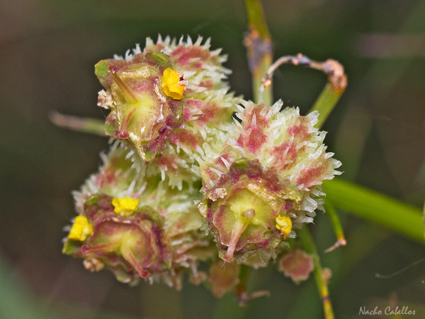 III Testing Campo de Calatrava-El Primillar. Mayo 2014.