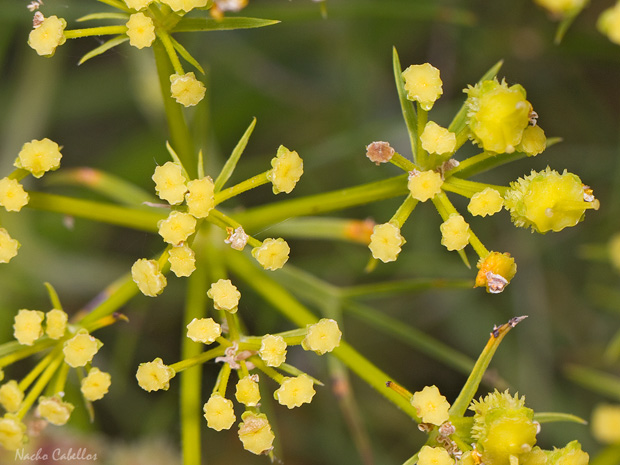 III Testing Campo de Calatrava-El Primillar. Mayo 2014.