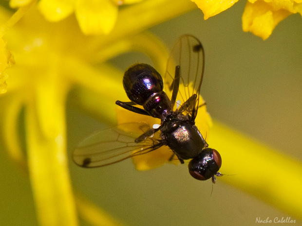 III Testing Campo de calatrava-El Primillar. Mayo 2014.