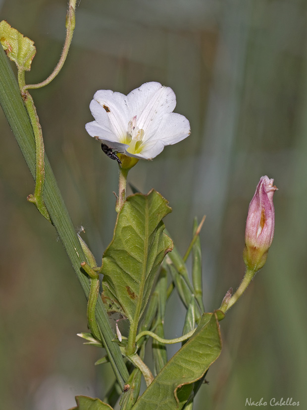 IV Testing PN Tablas de Daimiel. Junio 2014.