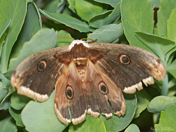 Argamasilla de Calatrava. Abril 2014.