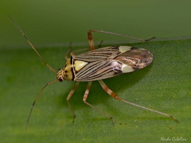 Arroyo Cereceda. Fuencaliente. Mayo 2014.