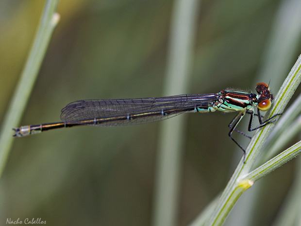 (Macho inmaduro) III Testing Campo de Calatrava-El Primillar. Mayo 2014.
