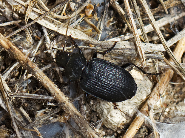 IV Testing BV en PN Tablas de Daimiel. Junio 2014
