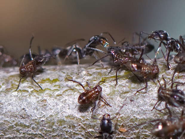 IV testing PN Tablas de Daimiel. Junio 2014.